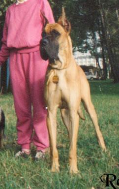 Dream Dancer Yankari