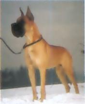 Dream Dancer Yankari