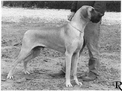 Diplomatics Stuart Masterson