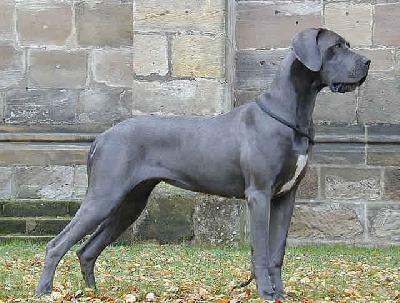 Bobbala Von Der Fr�nkischen Schweiz