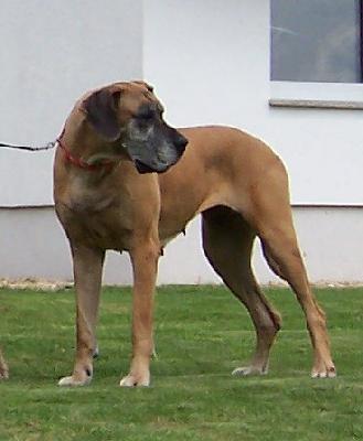 Gipsy Von Der Schillerburg