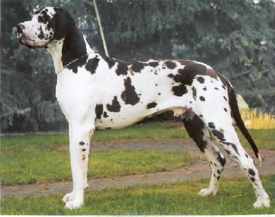 Gino Vom D�nner Land