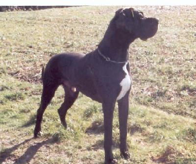 Yassim Von Der Schlehhecke