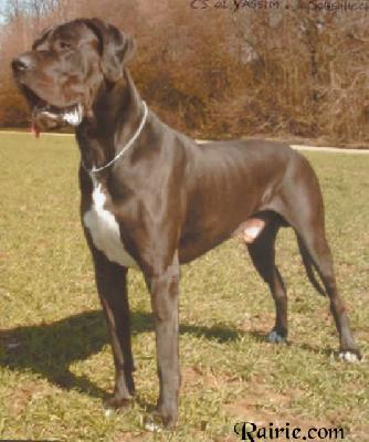 Yassim Von Der Schlehhecke