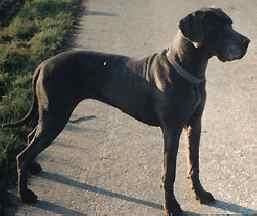 Havita Von Der Fr�hlichen Pfalz