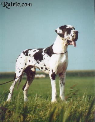 Hubble-bubble Von Der Feldblume