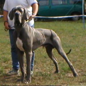 Aristo Von Saxenheim Sensation