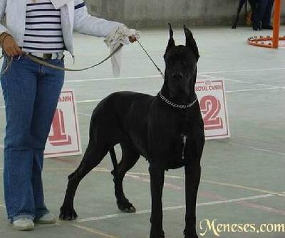 Ch Nicolette De Meneses