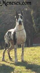 Ch Pom-pom Girl Des Habits Rouges