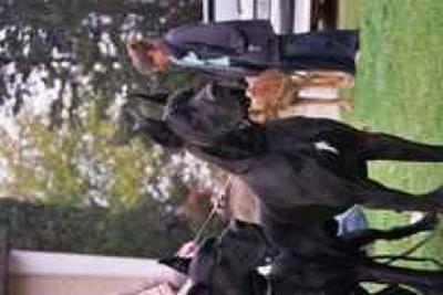 Ch Nelson De Meneses