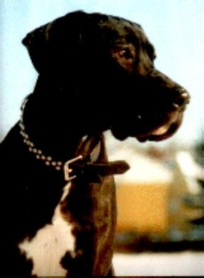 Justitia Canis Canum