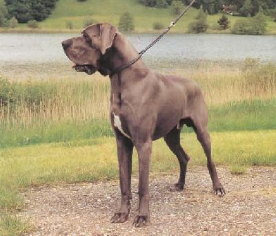 Sukarno Vom Blauen See