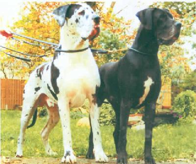 Hamira Von Der Burg Diana