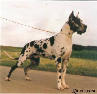 Nemu Vom Schloss Laupheim