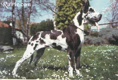 Ch Lucia Indios Dellarmida