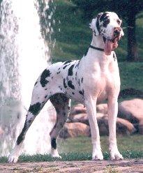 Melodie Von Der Schlehhecke