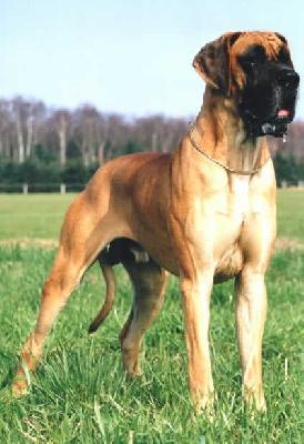 Joker Vom Hause Rawert