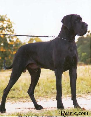 Ch Nicolai Vom Schloss Laupheim