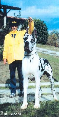 Roger A Dell Bianello