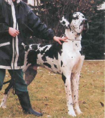 Pierre Vom Schloss Laupheim