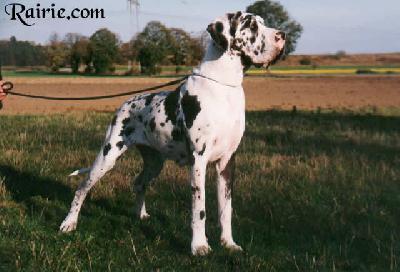 Aida Vom Schloss Laupheim