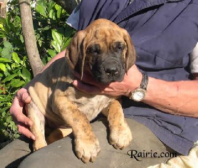 United Lady Des Terres De La Rairie