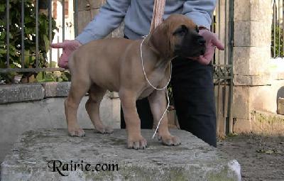 Ulane Des Terres De La Rairie