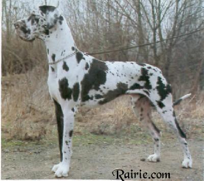 Leo Von Der Burg Kerpen