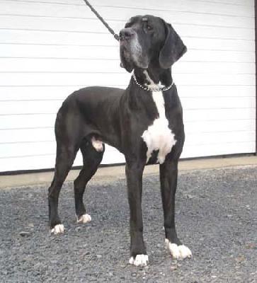 Adiego Von Der N�rburg