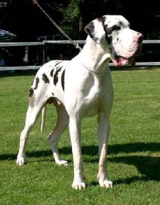 Sir Henry Vom Hause Rawert