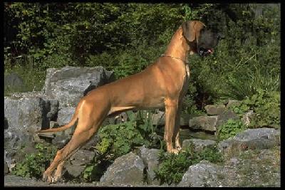 Brasil Von Mont-cenis