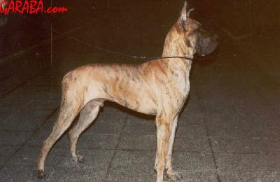Rufus De Garaba