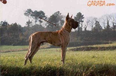 Rufus De Garaba