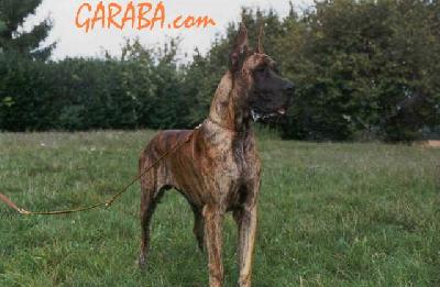 Ch Rodrigo De Cinegeti