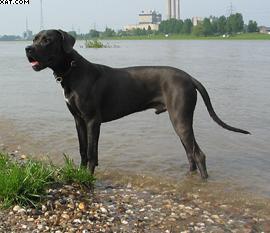 Pandur Von Der Akazienallee