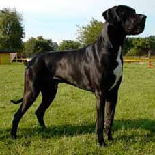 Camaro Von Der Schlehhecke