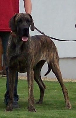 Alma Vom Albrechtsbach