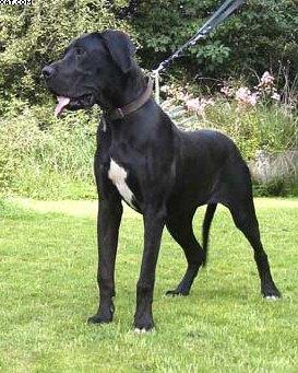 Jala Von Wotans Meute