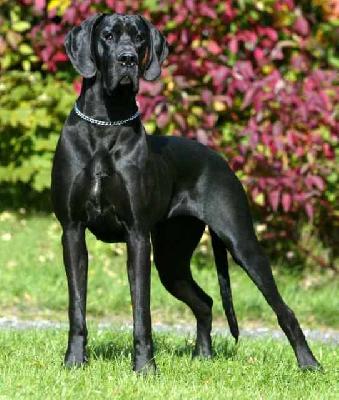 Nin Hao Von Haus Tiefenbach