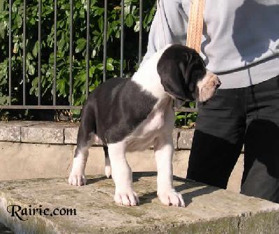 Unabella Des Terres De La Rairie