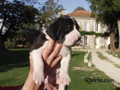 Unabella Des Terres De La Rairie