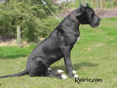 Ulysse Des Terres De La Rairie