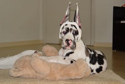 Uyang Des Terres De La Rairie