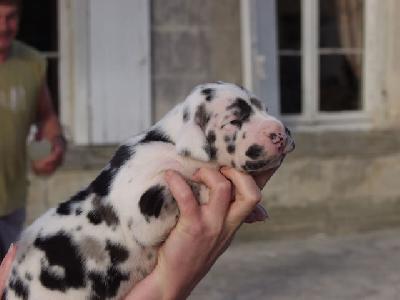 Uyang Des Terres De La Rairie