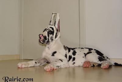 Uyang Des Terres De La Rairie