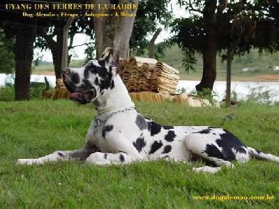 Uyang Des Terres De La Rairie