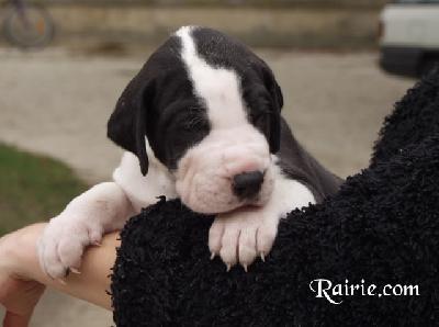 Urgele Des Terres De La Rairie
