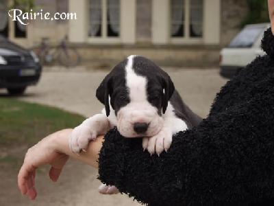 Urgele Des Terres De La Rairie