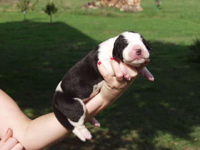 Urgele Des Terres De La Rairie