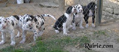 Urgele Des Terres De La Rairie